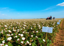 come il benchmarking esg sta rivoluzionando il settore del cotone 1751762416